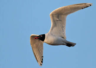 Mouette mélanocéphale