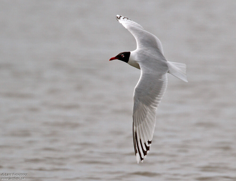 Mediterranean Gull