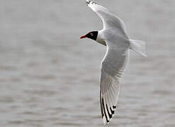 Mediterranean Gull