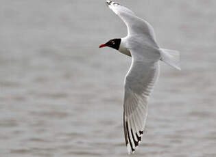 Mouette mélanocéphale