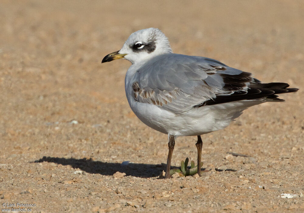 Mediterranean Gull