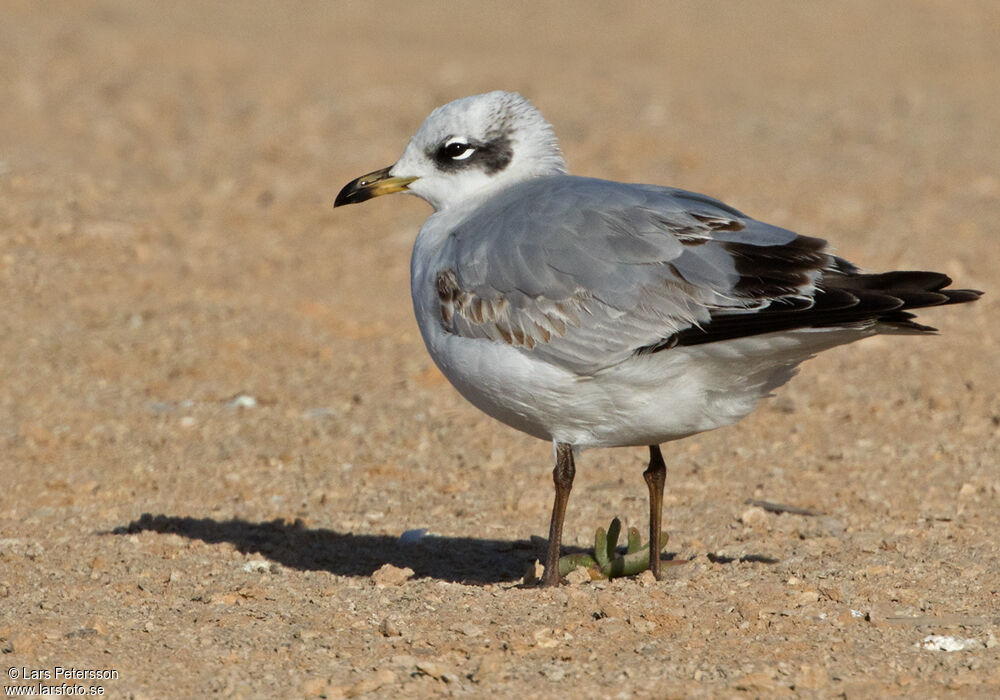 Mouette mélanocéphale