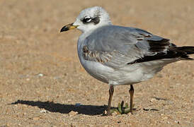 Mouette mélanocéphale