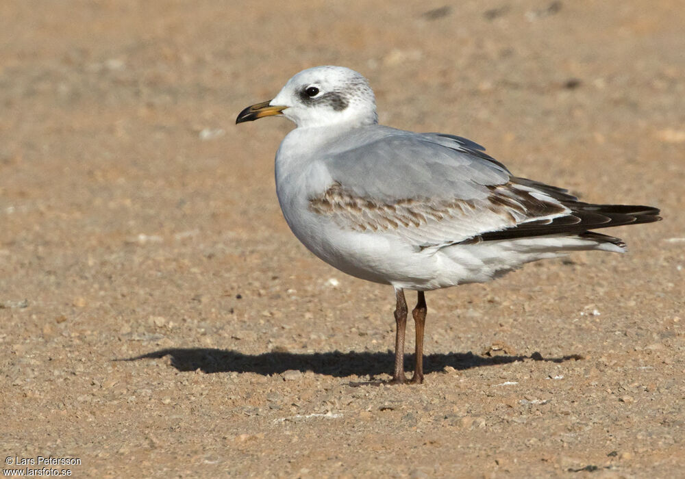 Mediterranean Gull