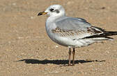 Mouette mélanocéphale