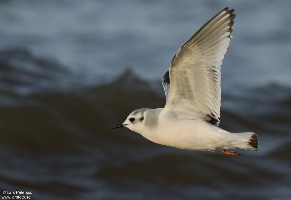 Mouette pygmée