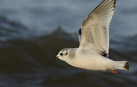 Little Gull