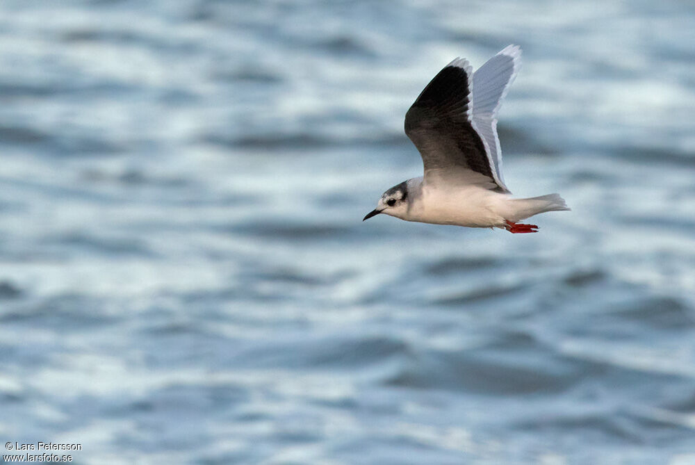 Little Gull