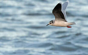 Little Gull