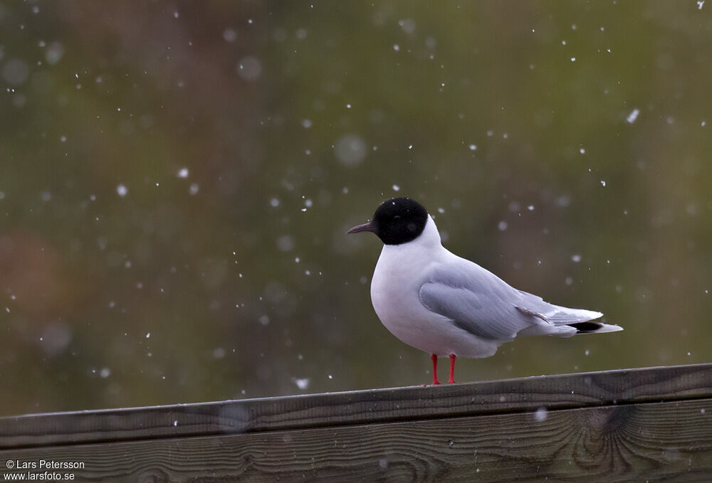 Little Gull