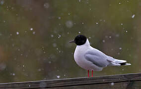 Little Gull