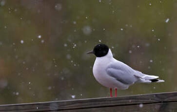 Mouette pygmée