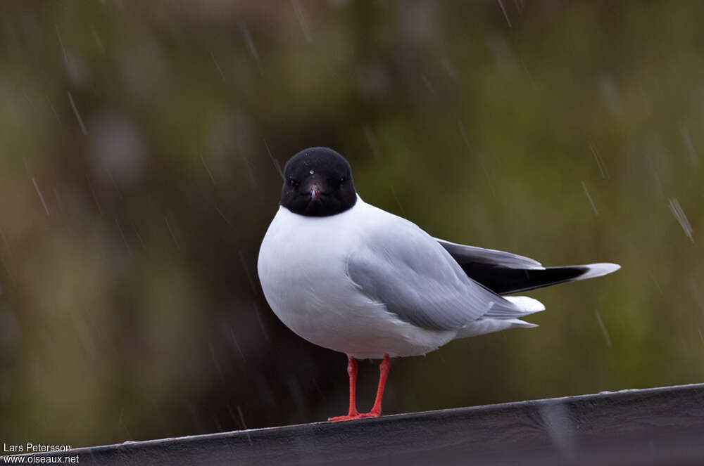 Little Gull