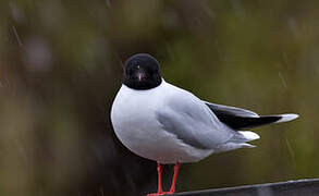 Little Gull