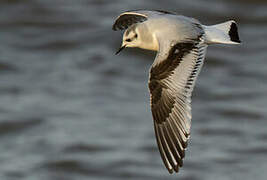 Little Gull