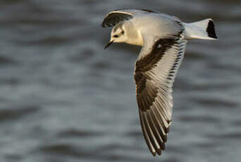 Mouette pygmée