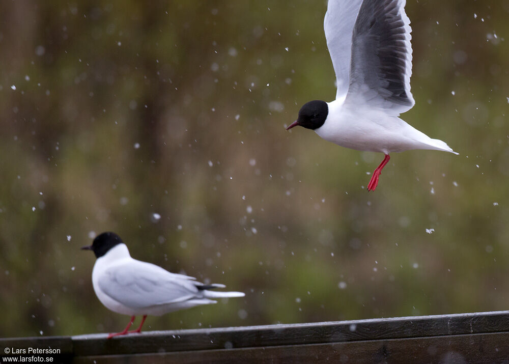 Mouette pygmée