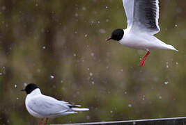 Little Gull