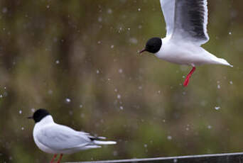 Mouette pygmée