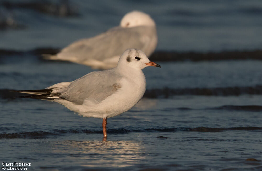 Mouette rieuse