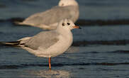 Mouette rieuse