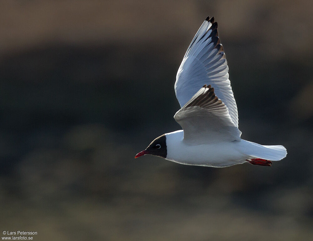 Mouette rieuse