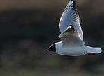 Mouette rieuse