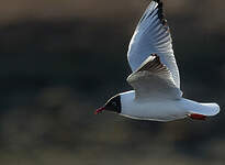 Mouette rieuse