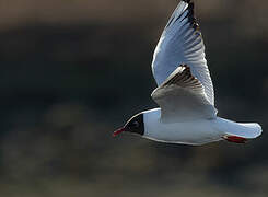 Black-headed Gull