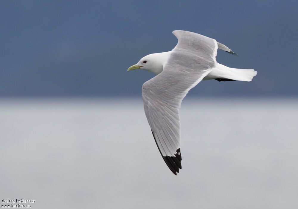 Black-legged Kittiwake