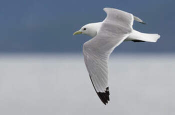 Mouette tridactyle