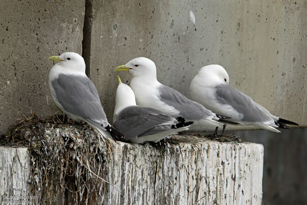 Black-legged Kittiwake