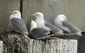 Mouette tridactyle