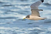 Mouette tridactyle