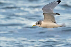 Black-legged Kittiwake