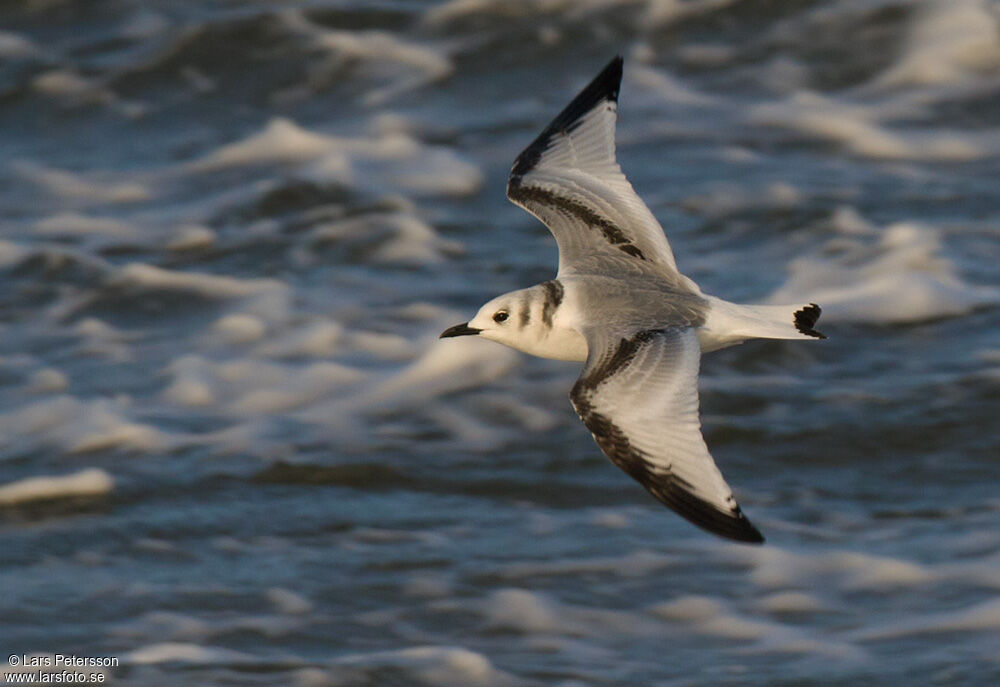 Black-legged Kittiwake