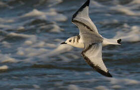 Black-legged Kittiwake