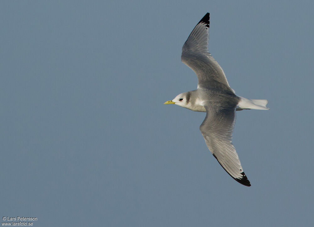 Black-legged Kittiwake