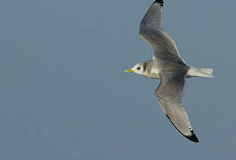 Black-legged Kittiwake