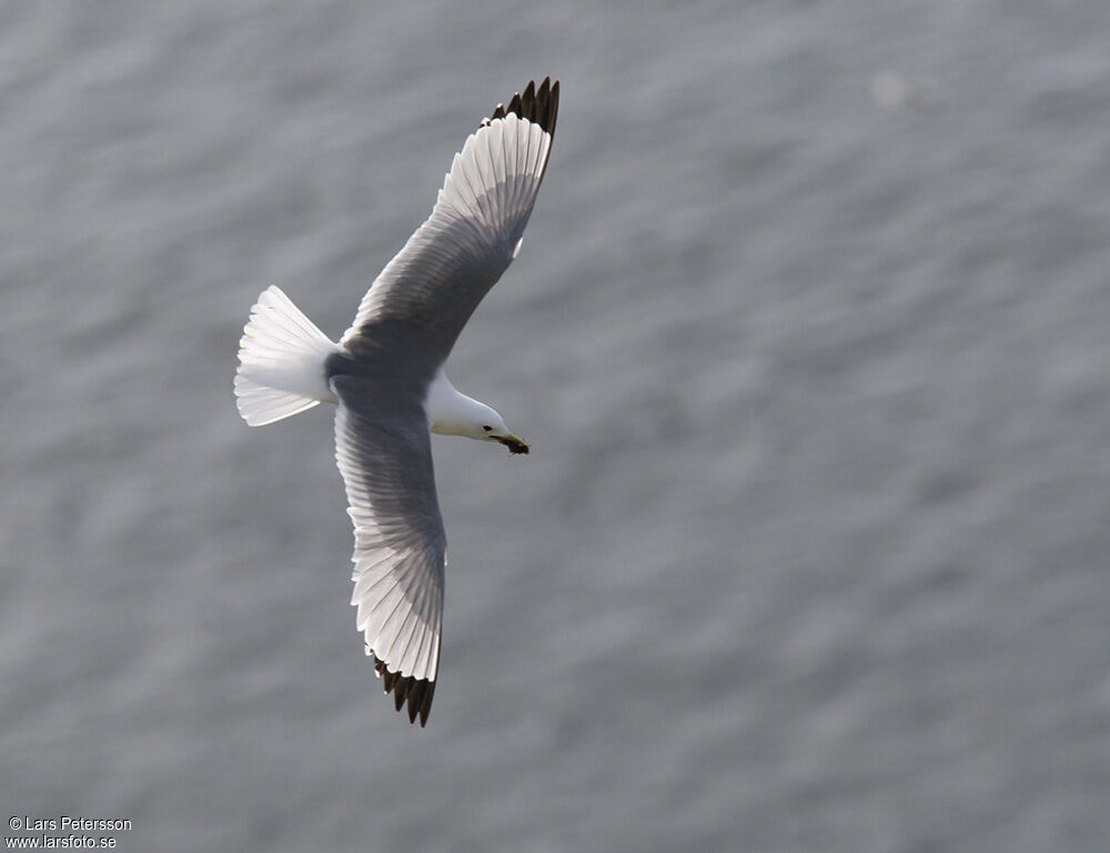 Black-legged Kittiwake