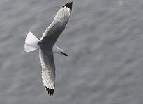 Mouette tridactyle