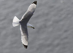 Black-legged Kittiwake