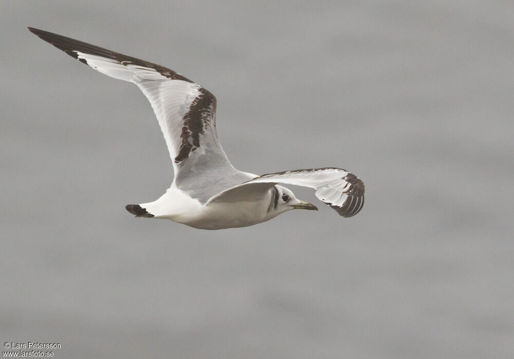 Black-legged Kittiwake