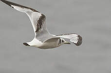 Mouette tridactyle