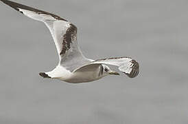 Black-legged Kittiwake