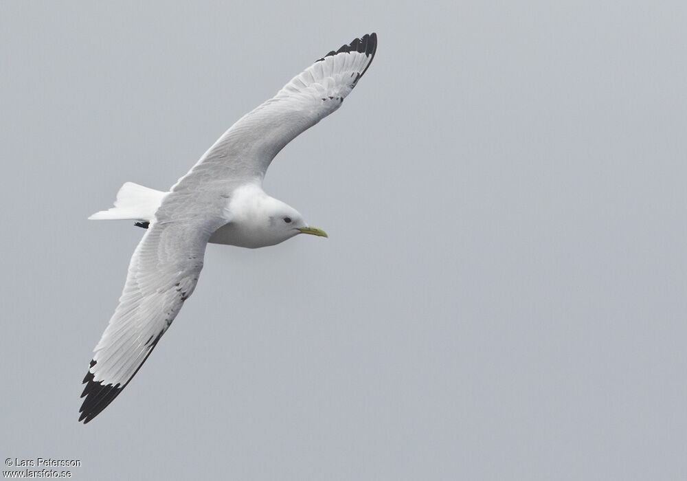 Mouette tridactyle