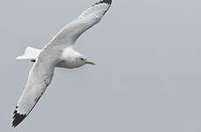 Mouette tridactyle