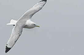 Black-legged Kittiwake