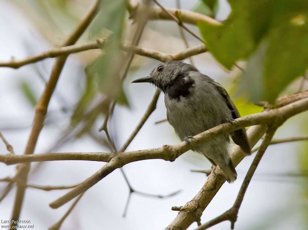 Myrmidon à queue blanche mâle adulte, identification