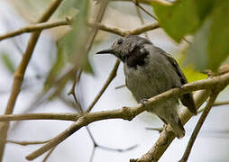 Band-tailed Antwren